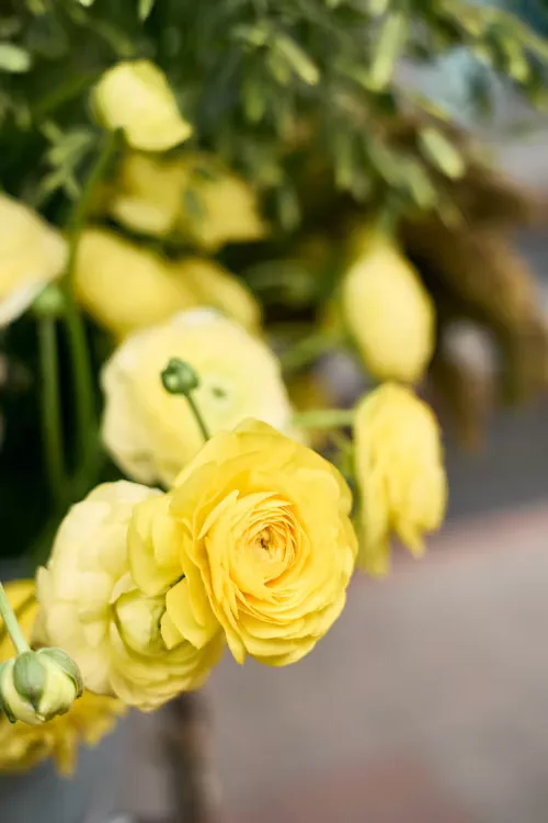 Butter yellow wedding 19